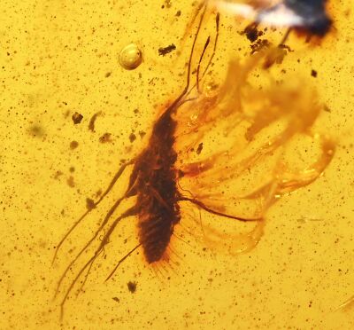 Icerya purchasi Maskell (Scale Insect), Fossil inclusion in Burmese ...