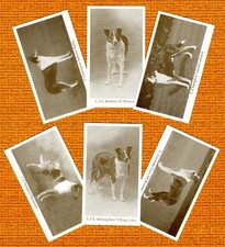 SMOOTH COLLIE SET SIX NAMED DOG COLLECTABLE TRADE CARDS GREAT GIFT T1