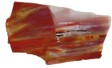 Arizona Rainbow Petrified Wood Slab 96.2g  2 1/2" X 4 1/4" agatized quartz #12