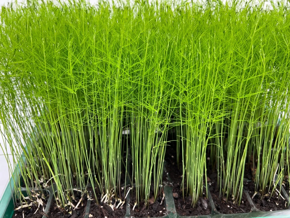 9Pk-PRE-ORDERAsparagus Live Plant Plugs Free Shipping  Mary Washington Heirloom - Image 4 of 4