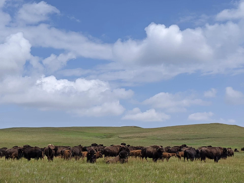Piel de bisonte genuina - ~45 pies cuadrados - alfombra de bisonte auténtica / cuero Foto 2 de 2