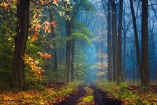 Landscape mist forest leaves grass trees fall nature Custom Gaming Mat Desk