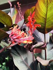 Spectacular Canna Lily Phasion Bonsai Bulbs Perennial Roots Rhizome Beautifying