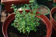 Thyme Herb Seeds- Common- Heirloom- 500 2021 Seeds Heirloom Non GMO
