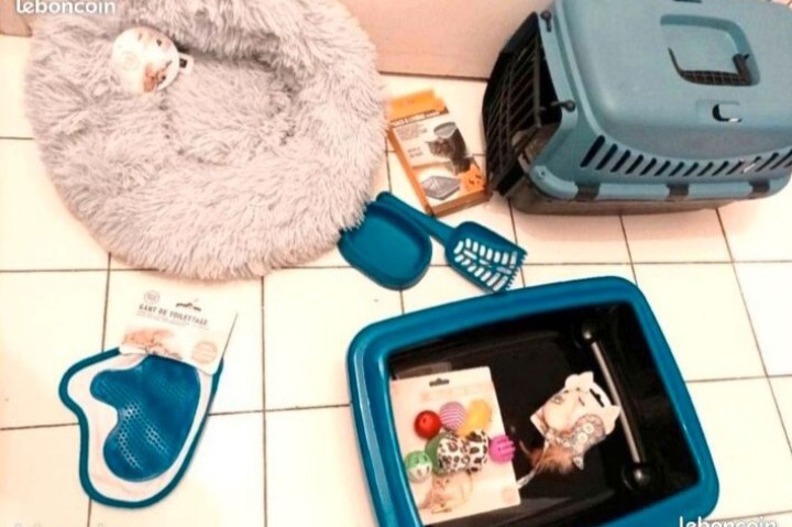 Accessoires Chat et Chaton : Harnais de Promenade Sécurisé et Laisse de 3m pour Sortie Extérieure