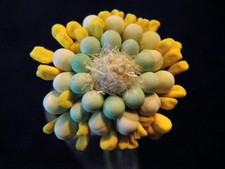 Vintage Millinery Flower Very Complex Stamen Ivory Green Yellow Hat Hair T27