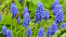 BLUE GRAPE HYACINTH - Muscari 20 Seeds - Plastic Free