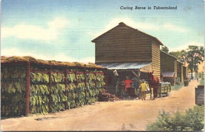 what are tobacco leaves The processes of the tobacco leaf from de plant to the cigar