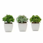 Set of 3 4" tall Green Faux Crassula Succulent Plants with Off White Pots Sale