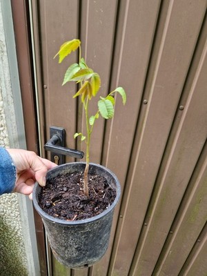 Walnussbaum Nussbaum aus unserem Biogarten 