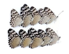 Dried cracker butterflies: hamadryas ssp specimens, art craft supply (bundle of