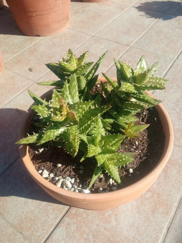 ALOE JUVENNA "DENTE DI TIGRE". COCCIO 21 CM. SPEDIZIONE GRATUITA!!! - Foto 1 di 1