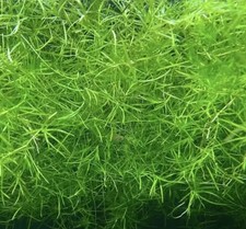 GUPPY GRASS - NAJAS TROPICAL OXYGENATING HEALTHY AQUARIUM PLANTS SHRIMP SAFE