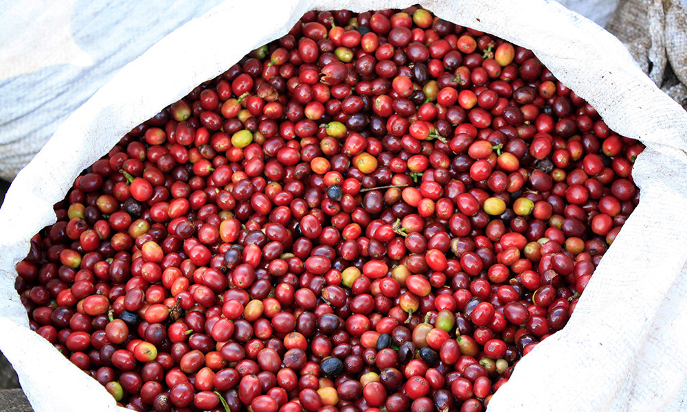 100 Jamaican Blue Mountain Peaberry Coffee Beans Medium Roasted 1 Pound Bag eBay
