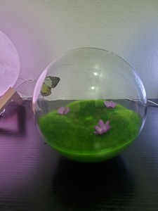 jackson galaxy butterfly ball