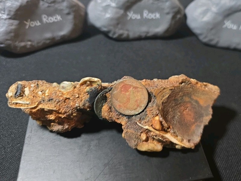 Rare Ocean Fossil Specimen Sea Bed US Coins Embedded BUFFALO NICKELS Coquina