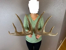 Matched Set Whitetail Deer Antlers Sheds WILD IDAHO Horns 5x5