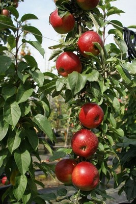 Säulenapfel 1a-plant Peke  saftig süß Apfelbaum Apfel mit angenehmer Säure