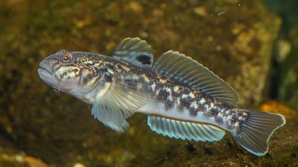Zanderköder Grundeln 8-15 Cm Zander Aal Barsch Wels Hecht Raubfischangeln 20Stk - Bild 2 von 2
