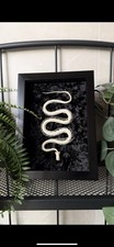 Articulated Snake Skeleton Framed Taxidermy Black Velvet Background - Size A5
