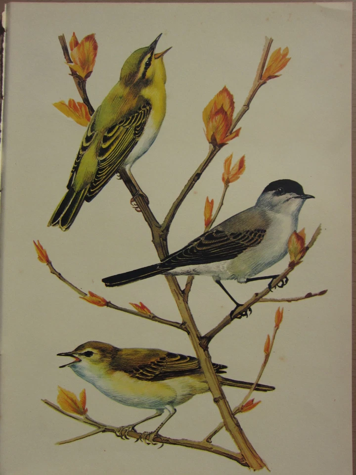 Beau Vintage Oiseau Imprimé ~ Bois-Fauvette Blackccap Willow-Warbler - Photo 1/1
