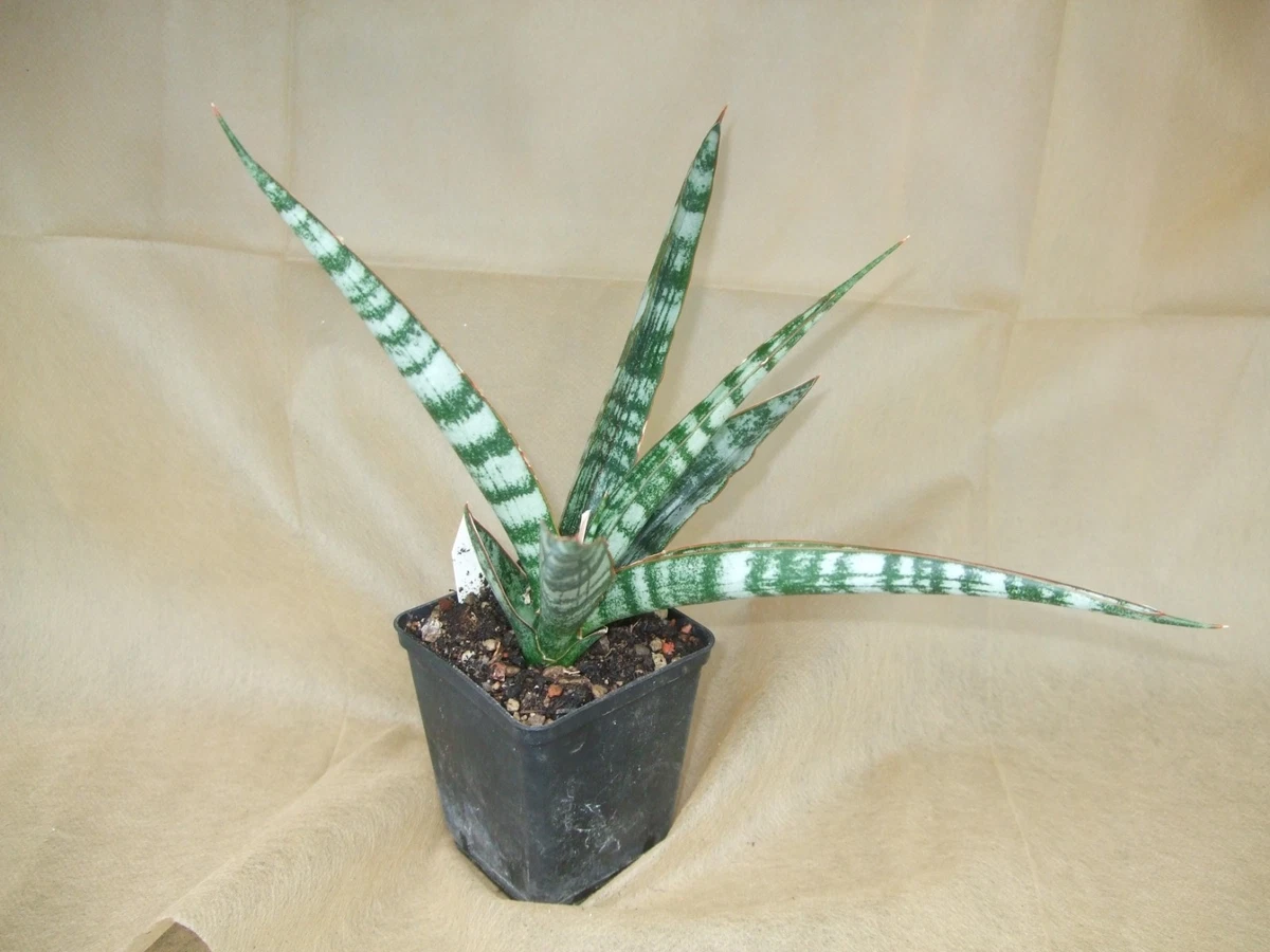 Bogenhanf Sansevieria Pflanzen, Zimmerpflanzen online kaufen | eBay.de