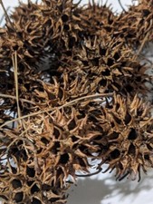 Sweet Gum Balls Seed Pods - Witches Burrs - 20 Count - Floral Crafts Hand Picked