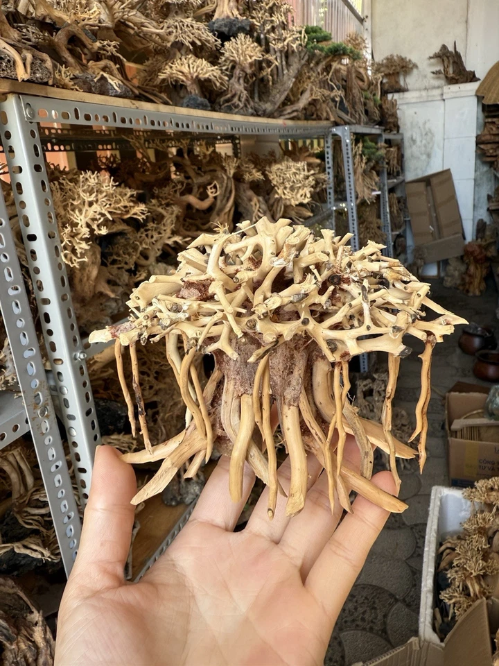 Driftwood bonsai tree aquarium wood aquascape drift wood fish tank plants - Image 2 of 4