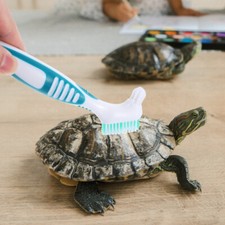 Plastic Turtle Shell Cleaning Brush Tortoise Habitat Accessories