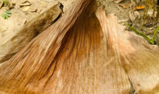 Dried Banana Leaves Pet Supplies Care Fish Aquarium Organic Leaves 50g