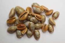 Honey Cowry A Small seashell with rich colors. Shell crafters Must-Have! SS-295