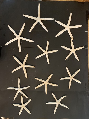 Lot of 11 Finger Pencil Starfish Faux or Real? Cafts Coastal Decor Various Sizes