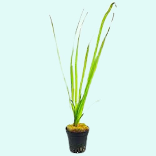 2 Jungle Vals - Buy 2 GET 1 FREE - Italian Val Vallisneria Live Aquarium Plants - Picture 10 of 12