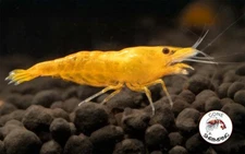 10+1 ORANGE SUNKIST FRESHWATER NEOCARIDINA AQUARIUM SHRIMP