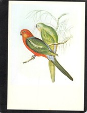 S0785 Australia maxicard aspc040 Birds King Parrot postcard