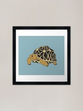 Indian Star Tortoise Framed Art Pri Framed Wall Art Poster Canvas Print Picture