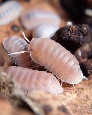 Cubaris Murina Papaya Isopods  25 Count  Extras  Mixed Sizes  Free Shipping