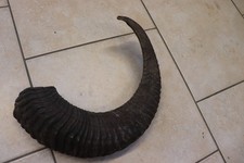 Mufflon Muffel Wildschaf Hörner SChafhörner Mufflonhörner