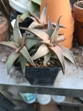 Haworthia tessellata 
