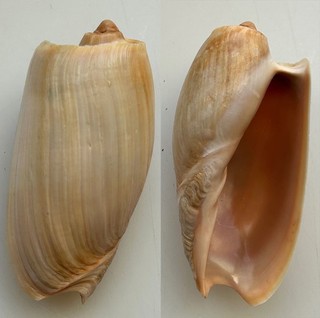 Conchiglia Shell : cymbium cymbium