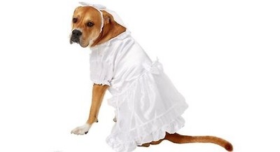 dog bride costume