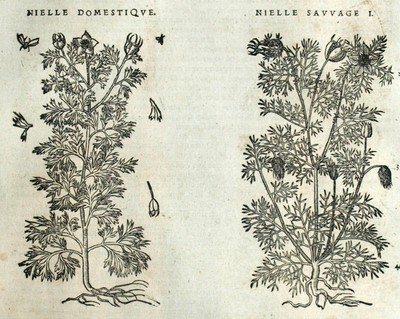 Graveolens Corn-Cockle Botany Matthioli Mattioli Matthiole Dioscoride ...