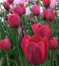 10 - YOSEMITE Mayflowering Tulip Flower Bulbs GREAT FOR PERENNIAL SPRING GARDENS