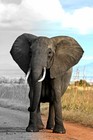 African Elephant Black And White Animals Wall Art Home Decor - POSTER 20x30