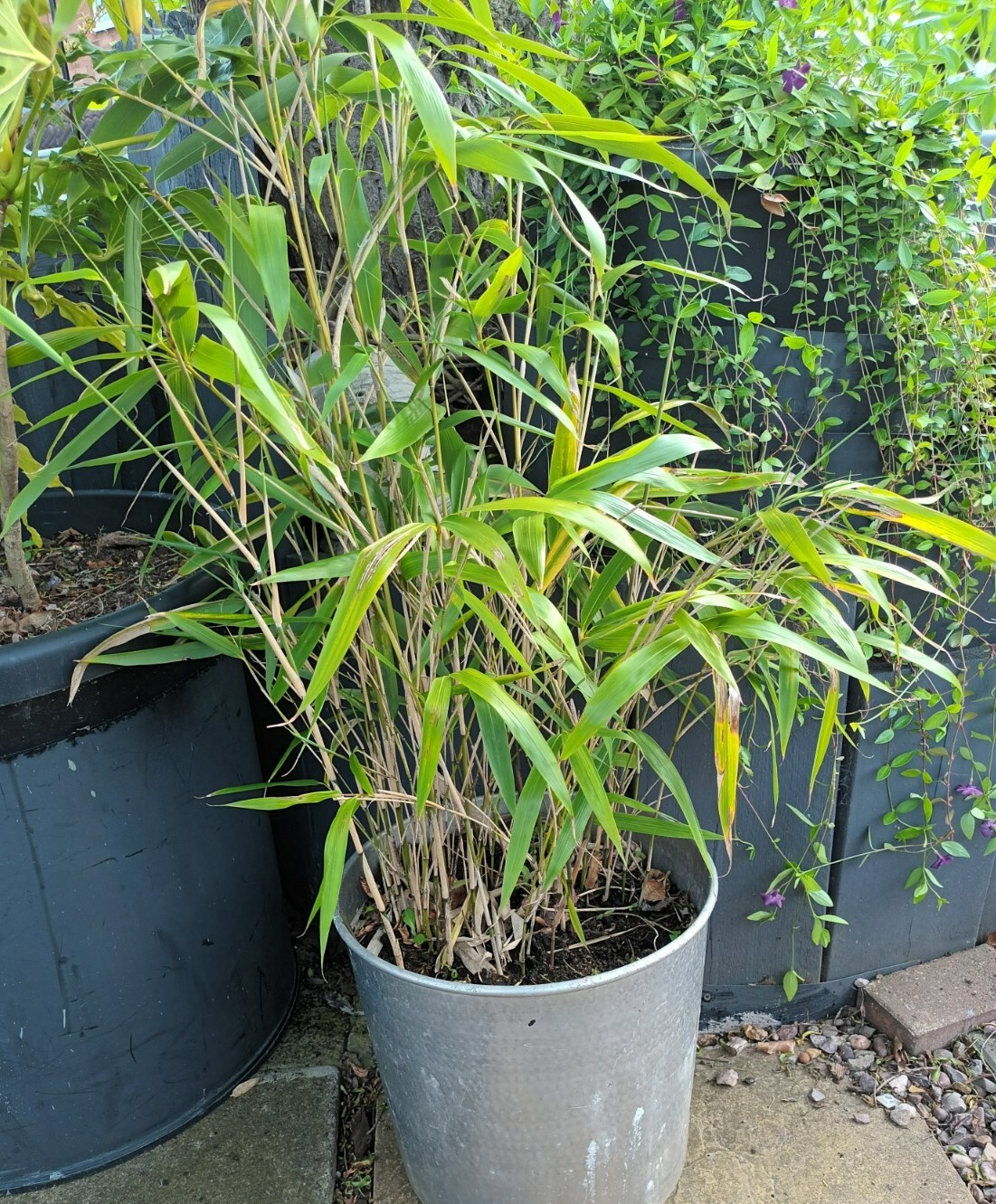 Bamboo Plant Screening JUMBO LIVE ROOT BALL Approx 4 5ft EBay
