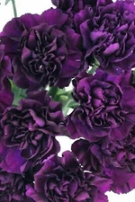 Dianthus Blacks Carnation King Of Perennial Wonderful Garden Live Plant 50 Seeds