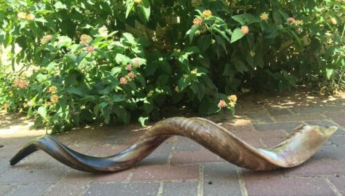 Yemenite Kudu Horn Jewish Shofar Half Polished Natural 40 - 42 Inch XXL + GIFT - Picture 2 of 13