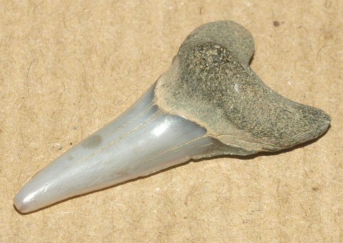 Acrolamna saratovi, RARE shark tooth from Cretaceous of Tambov region, Russia - Picture 13 of 15