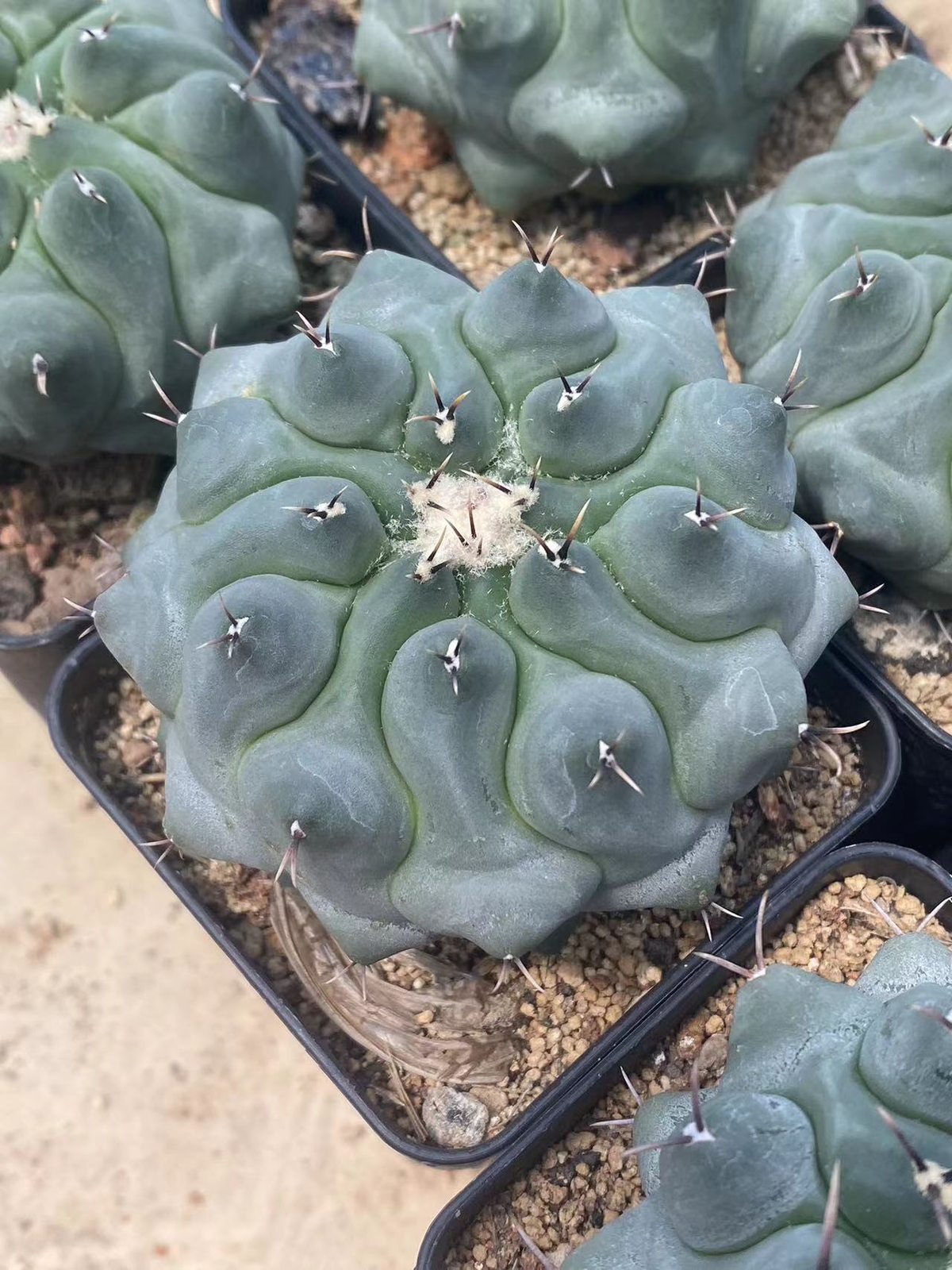 Succulent Plant Thelocactus phymatothelos Garden Décor Boutique 5-7CM