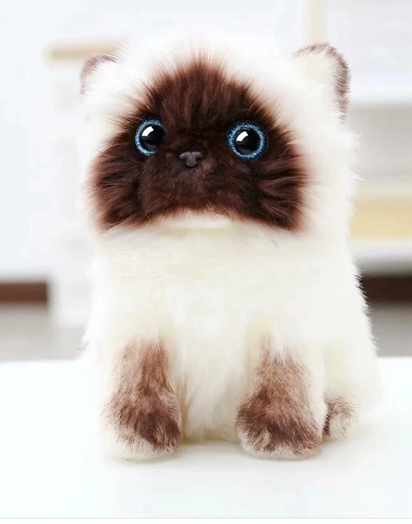 Baby hotsell siamese cat